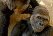 San Diego Zoo Safari Park